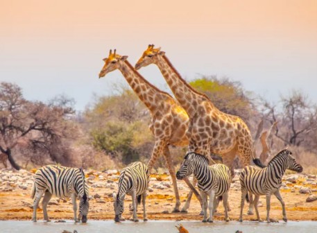 AFRICA